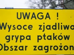 Grypa ptaków uderza w branżę drobiarską. Producenci mierzą się z coraz większymi kosztami i obostrzeniami eksportowym