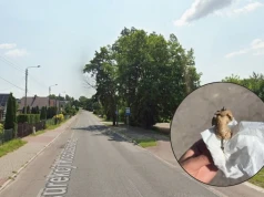 Truciciel psów w Jaworznie? Kiełbasa z gwoździem znaleziona przy przystanku