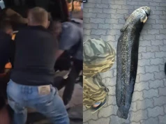 Policja zatrzymała mężczyznę, który wyłowił suma z Balatonu. To 57-letni Ukrainiec
