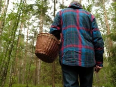 Ten zielony grzyb pojawił się w lasach. Grzybiarze go kochają