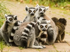 Uciekł z Raju lemurów. Ostrawskie zoo prosi o pomoc w poszukiwaniach