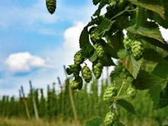 Czesi ratują legendarny chmiel. Powstają superodporne odmiany