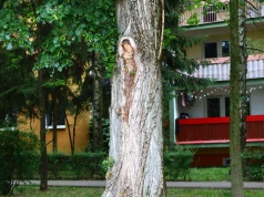 Poruszenie podczas procesji w Lublinie. Mieszkańcy dostrzegli na drzewie sylwetkę przypominającą Maryję