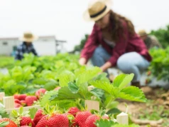 Plantatorka o młodych pracownikach: Umalowana, zrobione paznokcie. Prędzej umrze na tym polu, niż zarobi