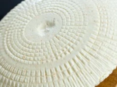 Wszyscy zachwycają się mozzarellą. Polacy robią o niebo lepszy i zdrowszy ser, a wielu go nie zna