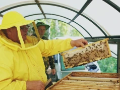 Apiterapia oparta na faktach. WUM i PTApi chcą oddzielić naukę od mitów