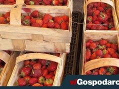 Ceny truskawek nagle runęły! Oto powód