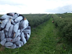 Gdzie na samozbiory jagody kamczackiej? 14 plantacji otwiera się dla odwiedzających