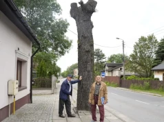 Mieszkańcy Niedzielisk protestują przeciwko wycince drzew