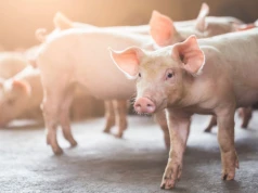 Zmowa cenowa na rynku wieprzowiny? Branża mięsna odniosła się do zarzutów
