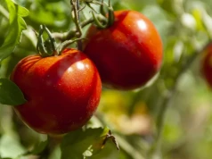 Myślał, że pomaga pomidorom. Okazało się, że zmarnował cały plon