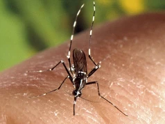 Tropikalne choroby w Polsce są nieuchronne. Chikungunya do nas dotrze