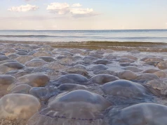 Te meduzy w Bałtyku mogą dotkliwie poparzyć. Lepiej uważać na plaży