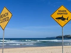Kolejny atak rekina w Australii. Policja o "żarłaczu ludojadzie"