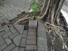 Mogą uszkodzić fundamenty i kanalizację. Sprawdź, zanim posadzisz je przy domu