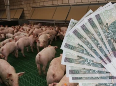 Tani surowiec do paszy nie zawsze daje oszczędność. Tu łatwo o błąd