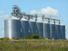 12.06.2026 Ceny skupu zbóż, kukurydzy, oleistych i strączkowych: bez niespodzianek