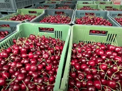 Ceny na Broniszach idą w górę. Truskawki i czereśnie pod presją pogody