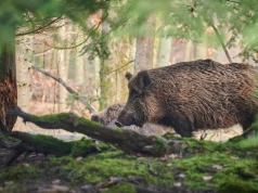 Locha zaatakowała wózek z małym dzieckiem. Tego nigdy nie rób podczas spotkania z dzikiem