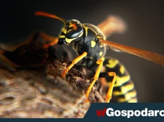 Sezon letni to większe ryzyko ukąszenia. Jak się zabezpieczyć przed groźną anafilaksją