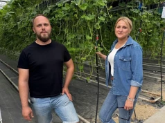 Plon zaczyna się od sadzonki
