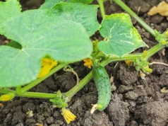 Większość wyrzuca po koszeniu. Pod ogórkami działa jak naturalny dopalacz plonów