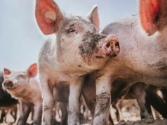 Przepaść cenowa na rynku. W Niemczech 6,44 zł/kg, a w kraju 5,74 zł/kg za tucznika w klasie E