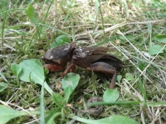 Jeśli pomidory nagle więdną, wykop mały dołek obok rośliny. Winowajca siedzi pod ziemią