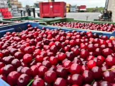 Piotr Pasik ujawnia realne ceny wiśni. 6,00 zł/kg za mrożenie i 4,50 zł/kg na koncentrat!