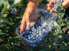 Rozpoczęły się zbiory borówki amerykańskiej. Plantatorzy ujawniają stawki za zbiór