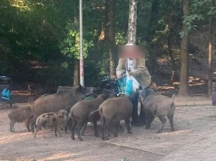Mimo wielu apeli wciąż dokarmiają dziki. "Realne zagrożenie dla mieszkańców"
