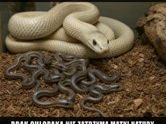 Ojciec nieznany, bo nie istnieje