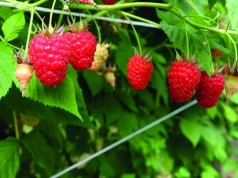 Ochrona jagodowych: substancji chemicznych ubywa, szansą biologia?