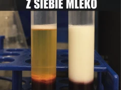 Metabolizm odpalił mleczarnię w żyłach