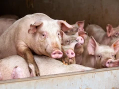 Ubój świń na użytek własny w strefach ASF. Jakie obowiązują zasady w strefie niebieskiej i różowej?