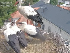 Zaobrączkowane i gotowe do wielkiej przygody. Wymyśl im imiona