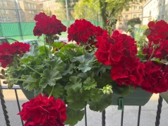 Wsyp jedną łyżeczkę do wody. Pelargonie obsypią się kwiatami aż do listopada