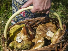 Jak pełnia wpływa na grzyby? Grzybiarze mają różne teorie