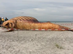 Są wyniki badań DNA martwego wieloryba. Zaskakujący zwrot w sprawie Timmy’ego