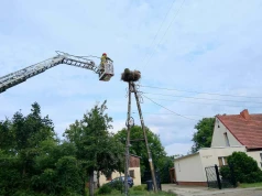 Trudna sztuka latania. Na pomoc bocianiemu juniorowi z Pszenna