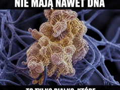 Białko źle się złożyło i wybrało przemoc