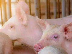 Choroby świń wywoływane przez pałeczki Salmonella