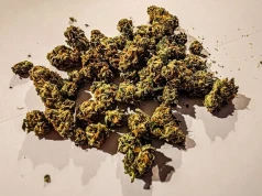 Odmiana GMO – najnowsza propozycja od Four20 Pharma