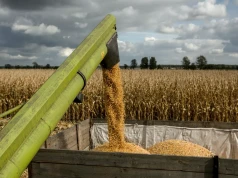 Ceny zbóż mocno w górę. Sprawdź, ile dziś płacą skupy za pszenicę i rzepak