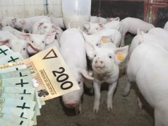 Ceny prosiąt znów spadły. Ile dziś kosztuje 30-kilogramowe prosię?