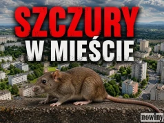 Szczury problemem wielu osiedli…