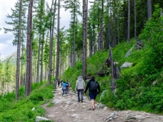 Tego nie wolno wynosić z lasu bez zgody. Kodeks przewiduje grzywnę