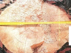 1500 zł grzywny i zwrot kosztów za wycięcie 2 sosen w gminie Biała Piska