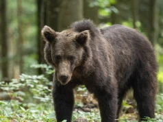 Kierowca potrącił niedźwiedzia pod Tatrami. To kolejny przypadek