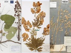 Botanicy mrożą i prasują. Co kryją zielniki i po co nam kolektomika